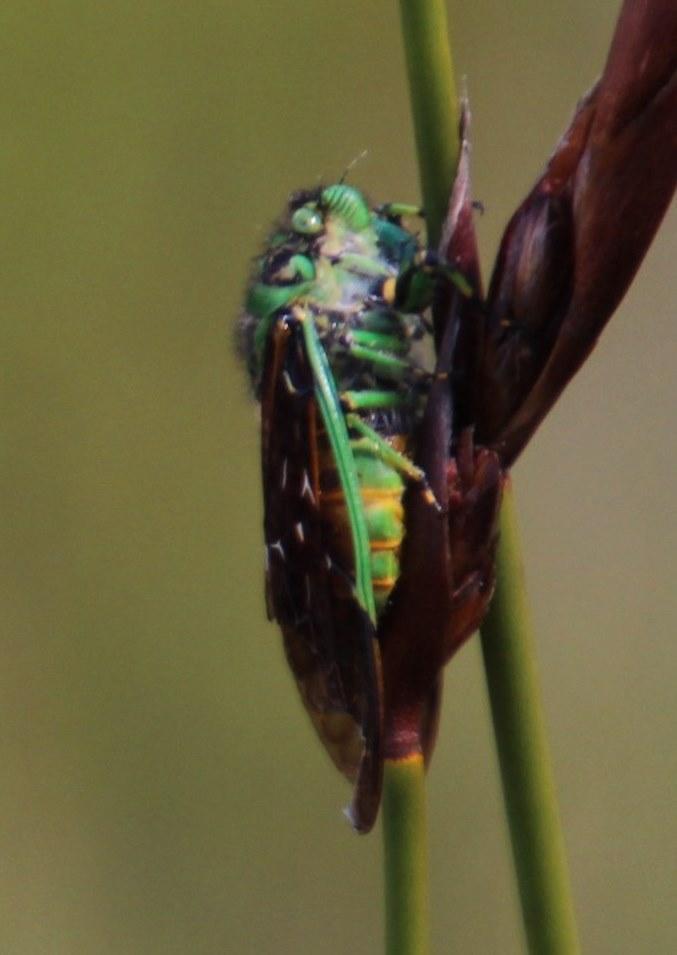 Cape Festive Cicada