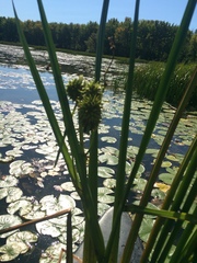 Sparganium androcladum