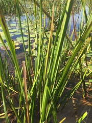 Sparganium androcladum