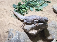 Uromastyx