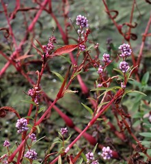 Persicaria