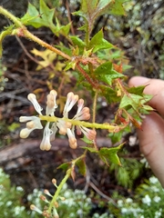 Grevillea pulchella