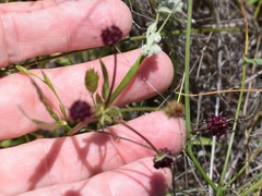 Sanicula bipinnatifida