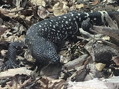 Heloderma charlesbogerti