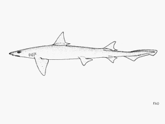 Barbeled Houndshark photo 1