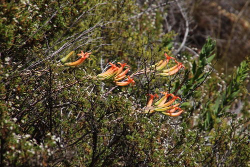 Tylecodon grandiflorus
