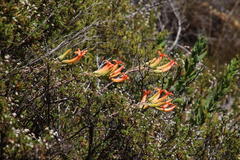 Tylecodon grandiflorus