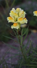 Linaria vulgaris