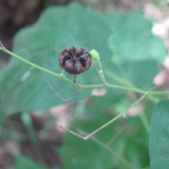 Wissadula amplissima