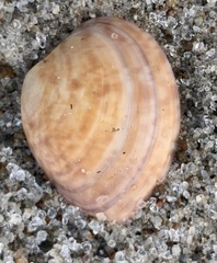 Megapitaria squalida