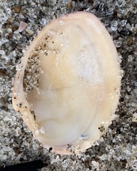 Megapitaria squalida