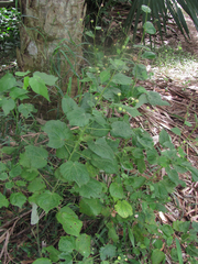 Wissadula amplissima