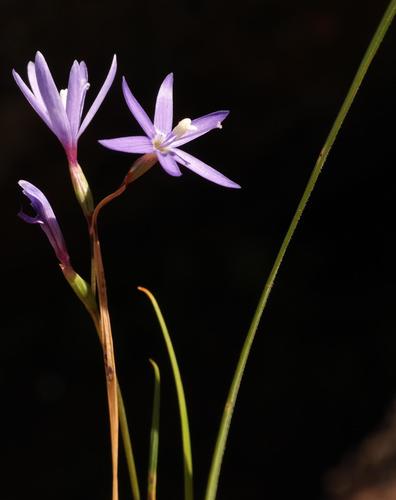 Rooiberg Satin (Geissorhiza namaquamontana)