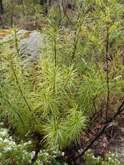 Podocarpus drouynianus