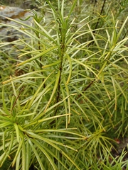 Podocarpus drouynianus