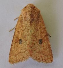 Protorthodes mulina