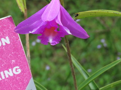 Sobralia macrantha