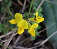 Lotus corniculatus
