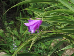 Sobralia macrantha