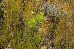 Hakea drupacea