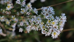 Symphyotrichum ericoides