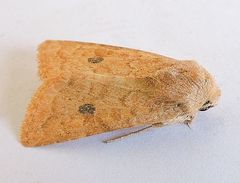 Protorthodes mulina