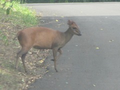 Cephalophorus natalensis