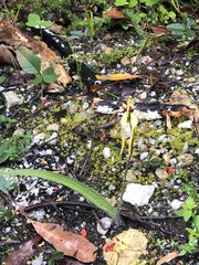 Caladenia magniclavata