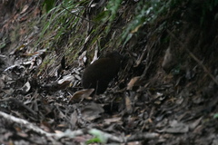 Hypsiprymnodon moschatus