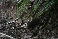 Hypsiprymnodon moschatus