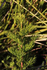 Notobubon ferulaceum