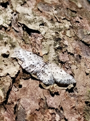 Percnia