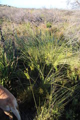 Notobubon ferulaceum