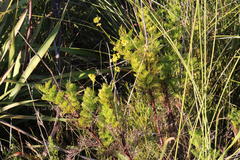 Notobubon ferulaceum