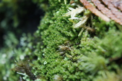 Lophoziopsis excisa