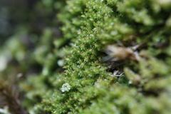 Lophoziopsis excisa