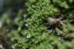Lophoziopsis excisa