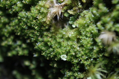Lophoziopsis excisa