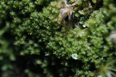 Lophoziopsis excisa