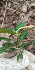 Calophyllum rufigemmatum