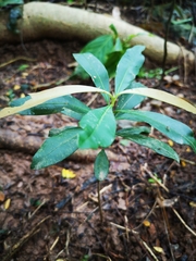 Calophyllum rufigemmatum