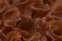 Pavoclinus profundus