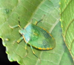 Chinavia pallidoconspersa
