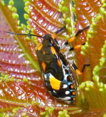 Chinavia pallidoconspersa