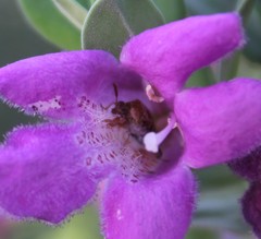 Penthobruchus germaini