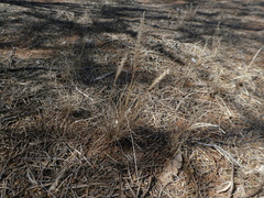 Enneapogon polyphyllus