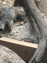 Otocolobus manul