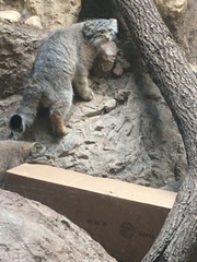 Otocolobus manul
