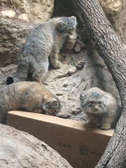 Otocolobus manul