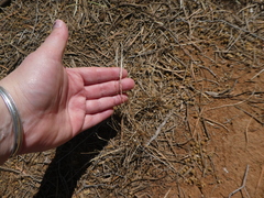 Tripogonella loliiformis